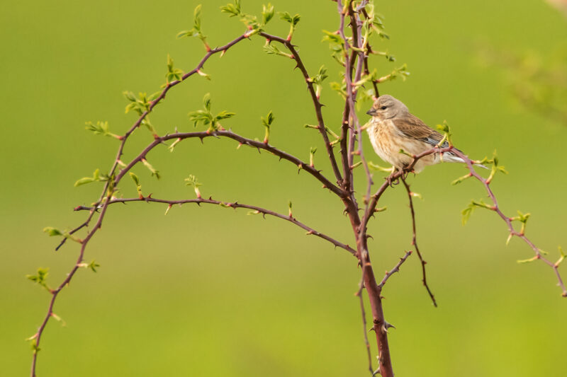 Linote mélodieuse femelle